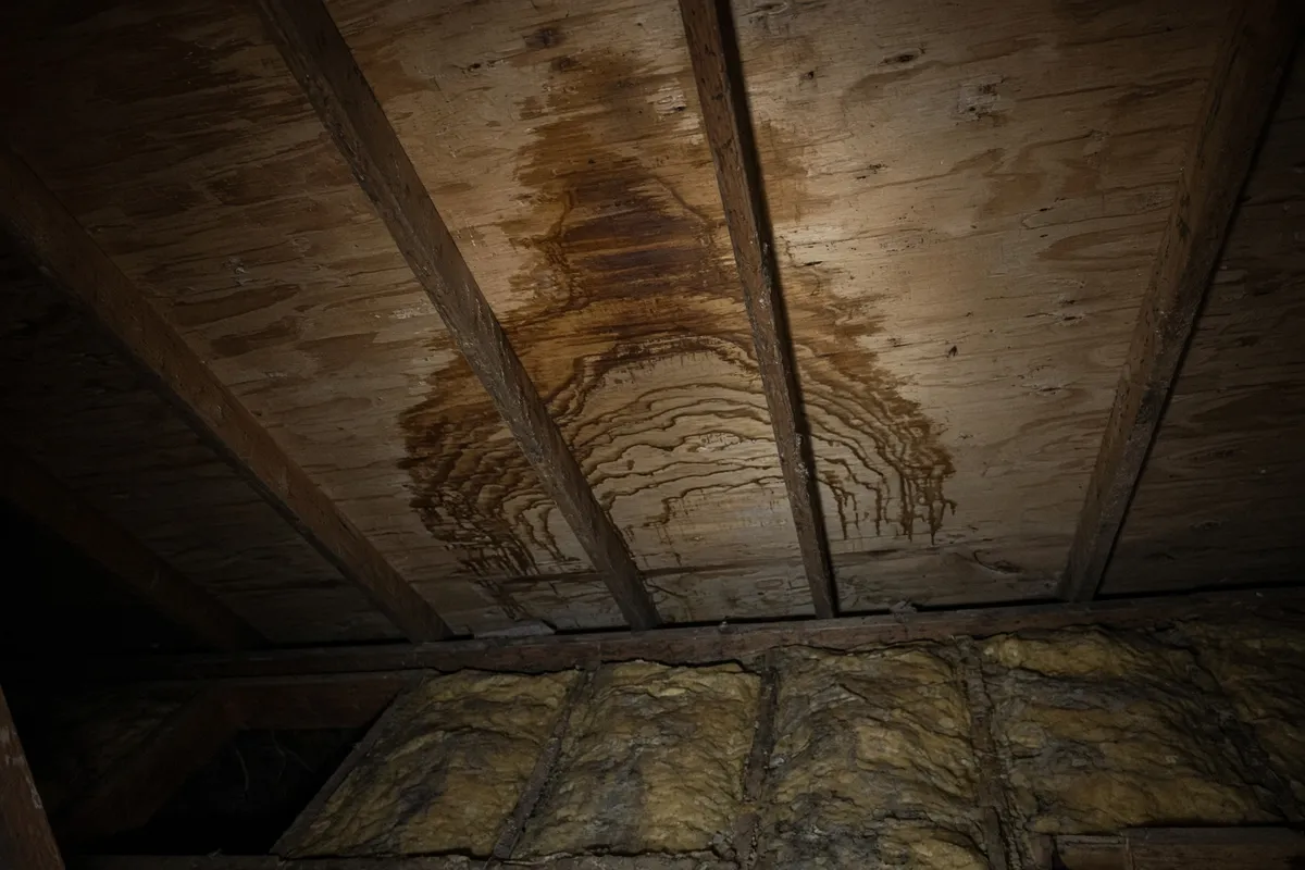 Water stains in an attic: brown rings and streaks on the underside of the roof boards, often with damp insulation below.